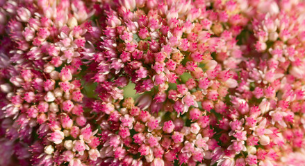 Fototapeta premium Pink red flower background. Natural flower plant. Flora nature background. Bright blooming stonecrop flower. Stonecrop flower. Flowering nature backdrop. Macro background with flowering sedum plant