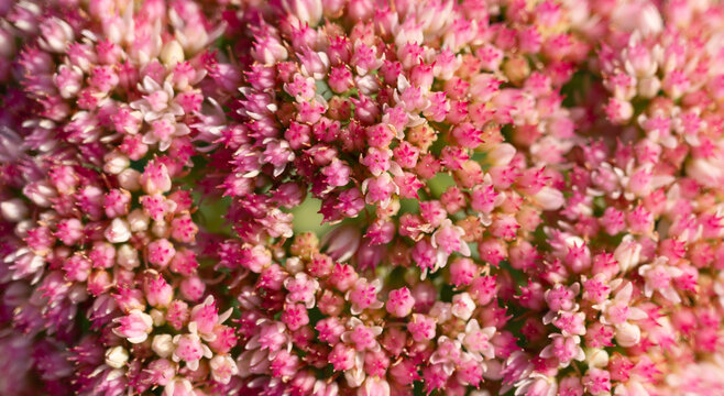 Pink red flower background. Natural flower plant. Flora nature background. Bright blooming stonecrop flower. Stonecrop flower. Flowering nature backdrop. Macro background with flowering sedum plant