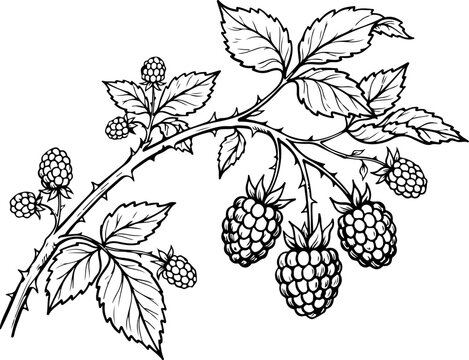 Fresh blackberries vector illustration