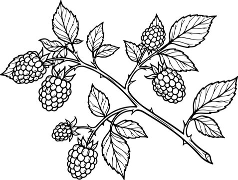 Fresh blackberries vector illustration