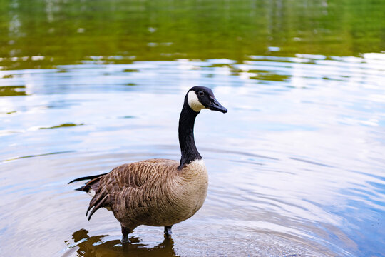 Goose or duck bird. Fauna and nature. Goose bird in the water. Duck with beak and feather. Goose swim in water. Lonely duck at the lake. Zoo animal