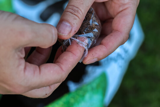 Propagating garden strawberries with runners in bags of soil: caring for strawberries in a vertical garden bed.