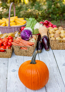 Halloween pumpkin, copy space. Vegetable harvest. Gourd vegetable in autumn garden, greengrocery. Squash organic vegetable. Halloween pumpkin outdoor. Organic pumpkin harvest. Autumn harvest in farm