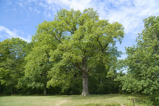 A mighty green oak in a summer meadow under a blue sky.