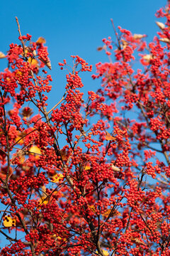 Rowan berry on autumn tree branch. Rowanberry orange color. Nature fall season. Fall season weather. Red autumn berry. Autumn nature. Red berry in forest. Seasonal autumnal tree