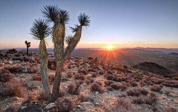 Joshua tree on the Ryan Mountain Trail at sunrise, Joshua Tree National Park, California, USA