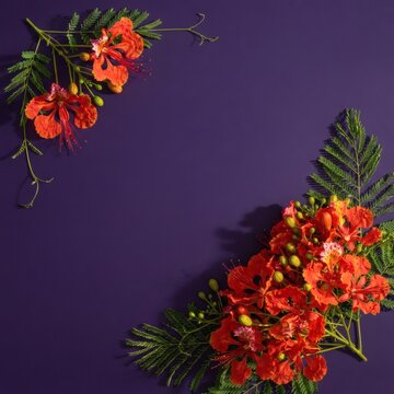 Vibrant Tropical Flamboyant Flowers on Dark Purple Background