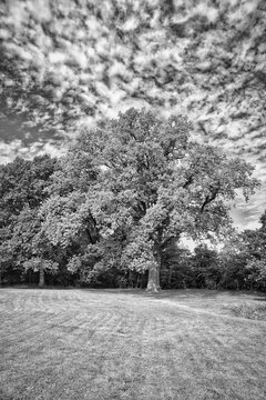 Old Deciduous Tree on a Meadow Under Dramatic Cloudy Sky in Black and White