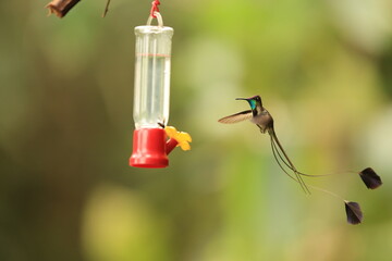 Obraz premium Marvelous spatuletail (Loddigesia mirabilis) is an endangered species of hummingbird in the 