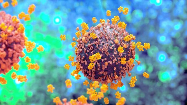 Coronavirus sars-co v-2 viral particles microscopic animation showing spike proteins and cellular infection