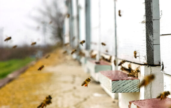 Honeybee in selective focus near beehive in Serbia