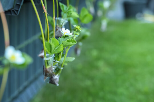 Rooting strawberry runners in bags of soil in a vertical garden bed: close-up.