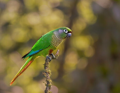 chiripepe cabeza verde