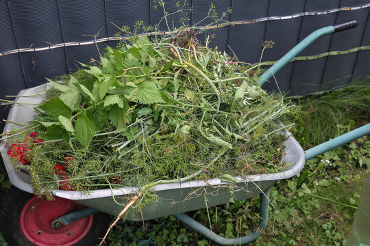 A garden wheelbarrow full of pulled weeds and clippings from weeding the garden.