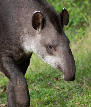Tapir o Anta retrato