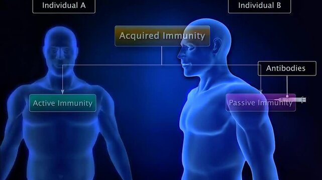 Passive immunity provides immediate, temporary protection through antibodies received from another source.