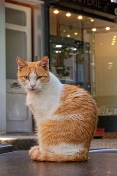 Chat blanc et roux assis sur une table de bar