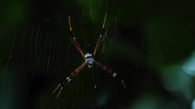 Close-up of a spider resting on its intricate web in a natural outdoor environment