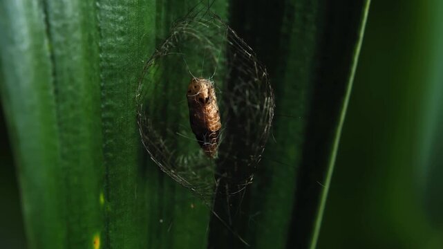 Insect Larva on a Leaf