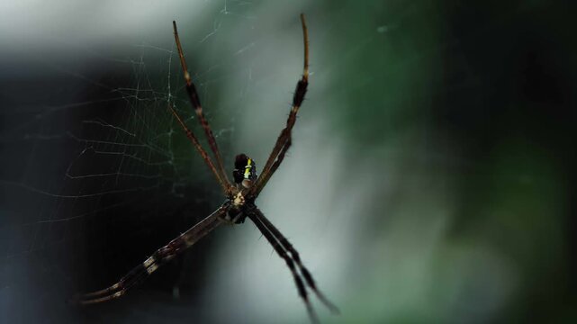 Close-up of a spider resting on its intricate web in a natural outdoor environment