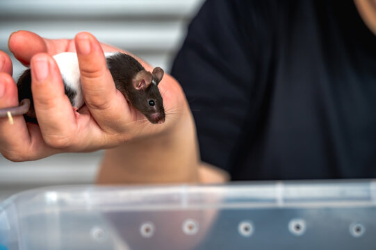 Asian female pet lover holding and playing with tiny pet rat as companion animals, concept for pet lover, companion animals, domestic rodents 
