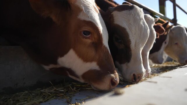 Brown and white dairy cows eating hay in a feeding trough