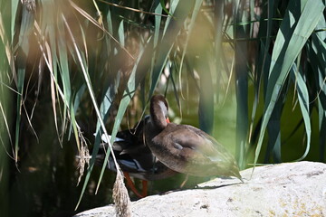 Duck Hiding Behind Reeds at the Water's Edge © Miroslaw