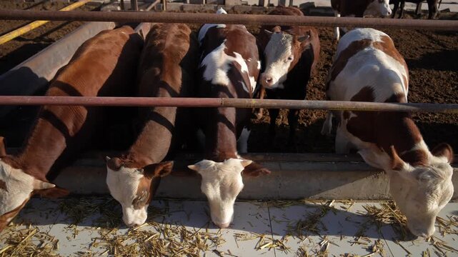 Cows eating hay in a feeding trough at the farm
