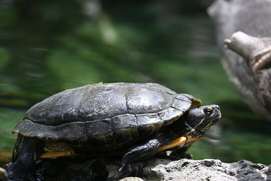 Close Up of an Aquatic Turtle Resting on a Rock