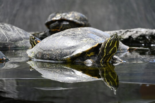 Close Up of an Aquatic Turtle Resting on a Rock