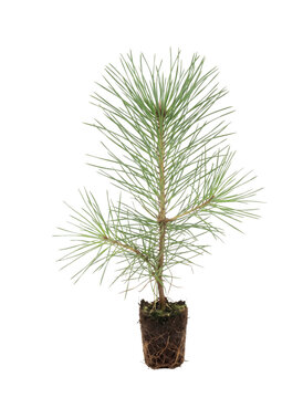 Young pine tree seedling with visible root ball on transparent background