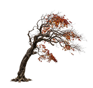 Gnarled ancient maple tree with autumn leaves on transparent background