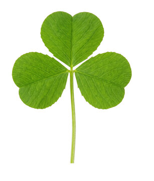 Single green shamrock leaf with three lobes on transparent background