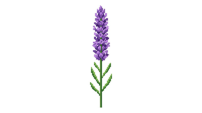 Purple lavender flower pixel art on transparent background for decoration on png background