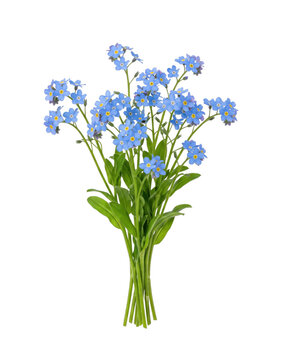 Bouquet of delicate blue forget-me-not flowers on transparent background
