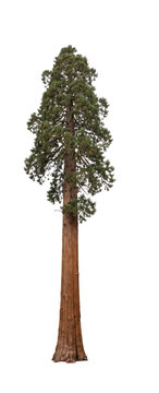 Giant sequoia tree with textured bark on transparent background