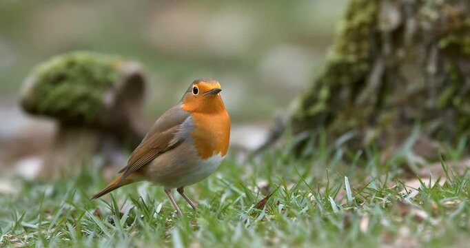 Small European robin bird with orange breast stands on green grass in forest clearing during spring morning wildlife scene