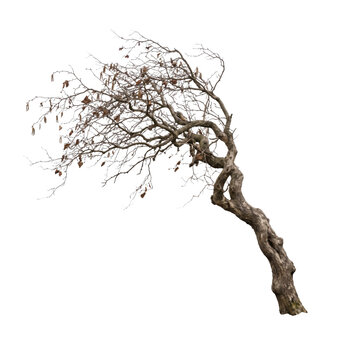 Gnarly bare tree with twisted trunk and few dry leaves on transparent background