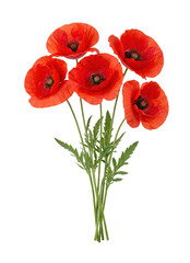 Obraz premium A bouquet of vibrant red poppies with green stems on transparent background