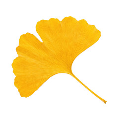 Naklejka premium Single bright yellow ginkgo leaf with distinct veins on transparent background