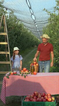 Father and Daughter Walking Through Apple Orchard During Harvest. Farmer father carries freshly picked apples while sharing a warm family moment with his daughter.