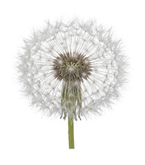 Delicate dandelion seed head ready to disperse on transparent background © Vova7