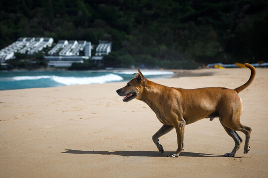 Active brown street dog walking along a sandy tropical resort beach