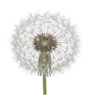Delicate dandelion seed head ready to disperse on transparent background