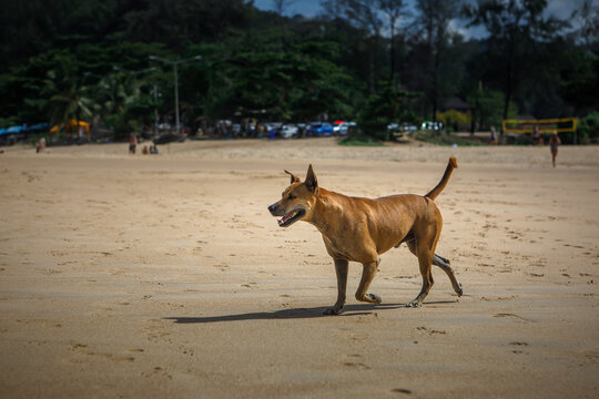 Active brown street dog walking along a sandy tropical resort beach