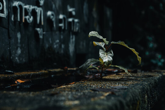 Close-up of a small plant sprouting from a weathered dark stone fountain in Thailand