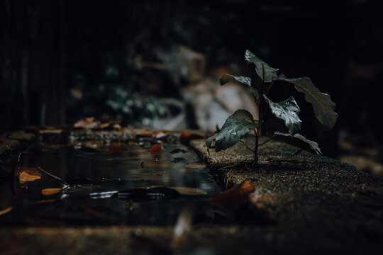 Close-up of a small plant sprouting from a weathered dark stone fountain in Thailand