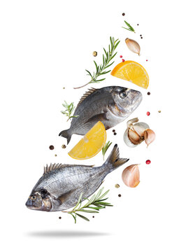 Fresh sea breams (dorado) with lemon and rosemary flying in the air isolated on white background