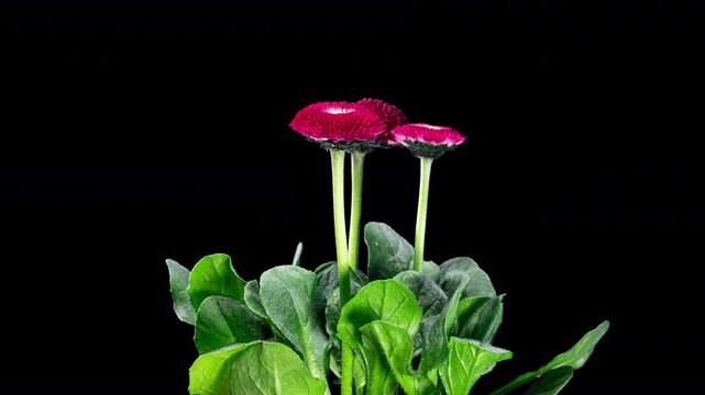 Bellis Red Flower Blooming in Time Lapse on a Black Background. Spring Bellis Perennis as Garden Plant. Daisies Bloom with Leaves, Isolated. Marguerite or Daisy