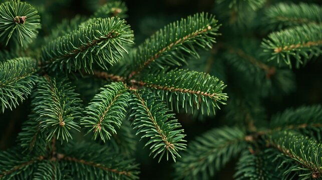 Close-up of lush evergreen spruce branches with vibrant green needles